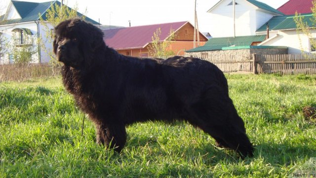 Фото: ньюфаундленд Passia Korolya iz Medvejyego Yara (Пассия Короля из Медвежьего Яра)