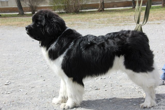 Фотография № 95264