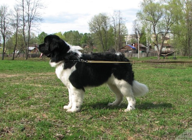 Фотография № 95266