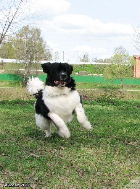 Фотография № 95270