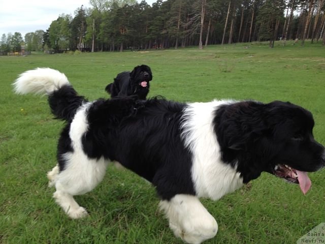 Фотография № 95271