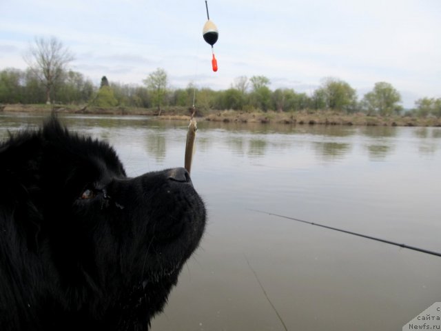 Фото: ньюфаундленд Ih Vyisochestvo Vladlena Madjiks (Их Высочество Владлена Маджикс)