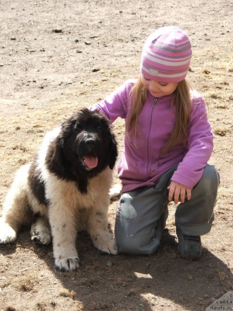 Фото: ньюфаундленд Plushevayа Panda Haira (Плюшевая Панда Хаира)