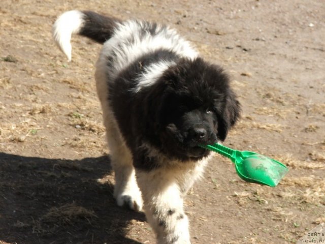 Фото: ньюфаундленд Plushevaya Panda Ferero-Rocher (Плюшевая Панда Фереро-Рошер)