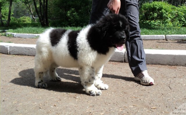 Фото: ньюфаундленд Plushevaya Panda Ferrero Rond Noir (Плюшевая Панда Ферреро Ронд Нуар)