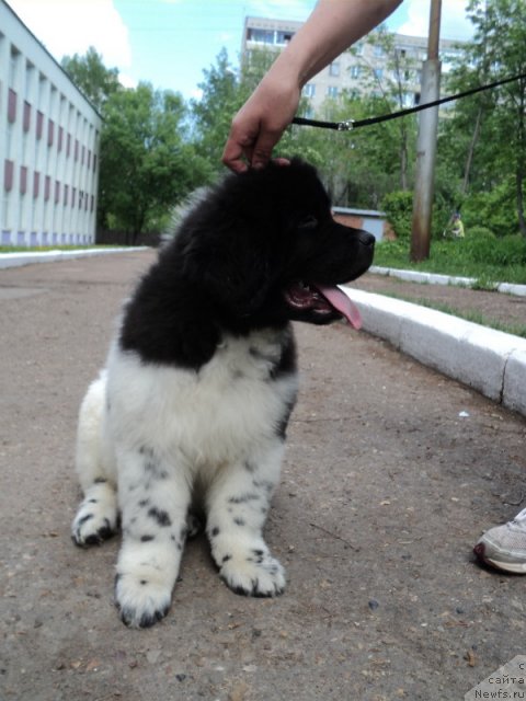 Фото: ньюфаундленд Plushevaya Panda Ferrero Rond Noir (Плюшевая Панда Ферреро Ронд Нуар)