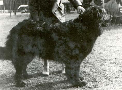 Фото: ньюфаундленд Luf Lori (Луф Лори)