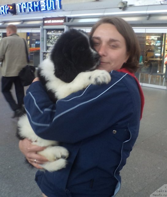 Фото: ньюфаундленд Pitern'yuf Hubba-Bubba (Питерньюф Хубба-Бубба), Kseniya Semikova (Ксения Семикова)