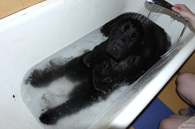 Фото: ньюфаундленд Sent Djons SHarmel' (Сент Джонс Шармель)