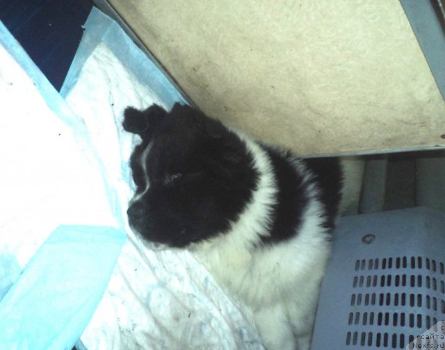 Фото: ньюфаундленд Pitern'yuf Hubba-Bubba (Питерньюф Хубба-Бубба)