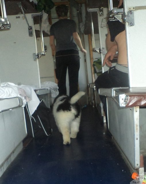 Фото: ньюфаундленд Pitern'yuf Hubba-Bubba (Питерньюф Хубба-Бубба)