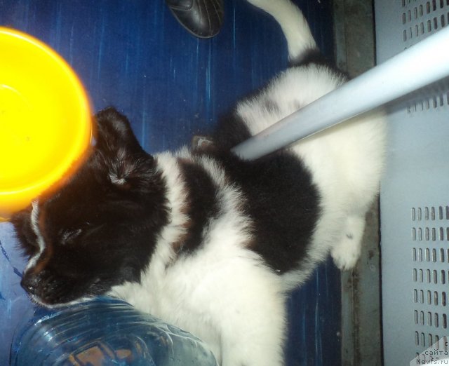 Фото: ньюфаундленд Pitern'yuf Hubba-Bubba (Питерньюф Хубба-Бубба)