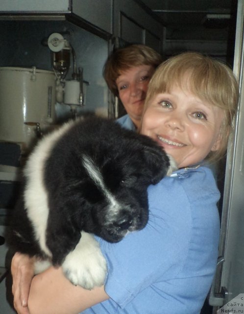 Фото: ньюфаундленд Pitern'yuf Hubba-Bubba (Питерньюф Хубба-Бубба)