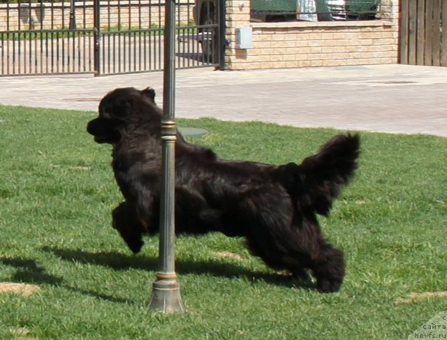 Фото: ньюфаундленд S'Nezhnaya Vjuga Amorone Sartori (С'Нежная Вьюга Амороне Сартори)