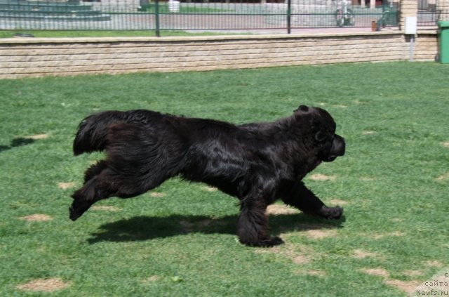 Фото: ньюфаундленд S'Nezhnaya Vjuga Amorone Sartori (С'Нежная Вьюга Амороне Сартори)