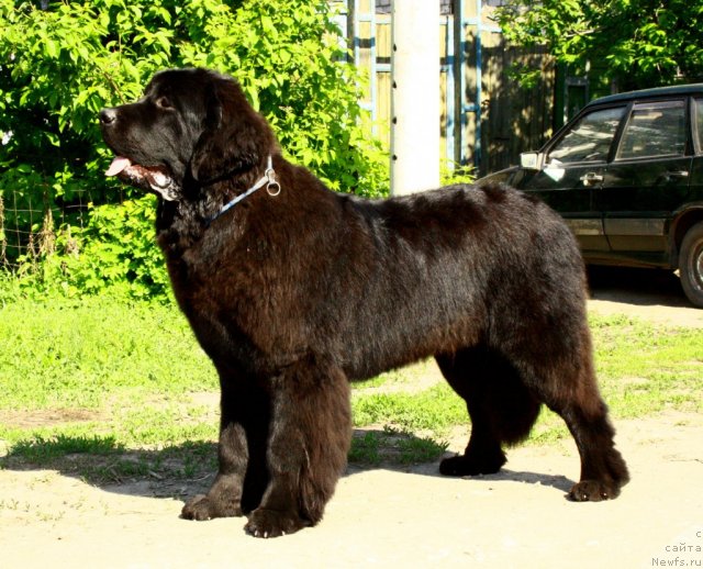 Фото: ньюфаундленд Zvezdnij Dar Afrodita (Звездный Дар Афродита)