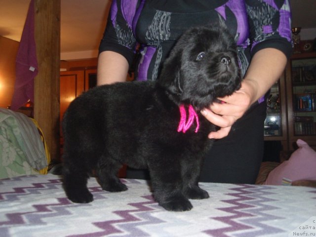 Фото: дочь, ньюфаундленд Efrosin'ya iz Carstva Medvedey (Ефросинья из Царства Медведей)