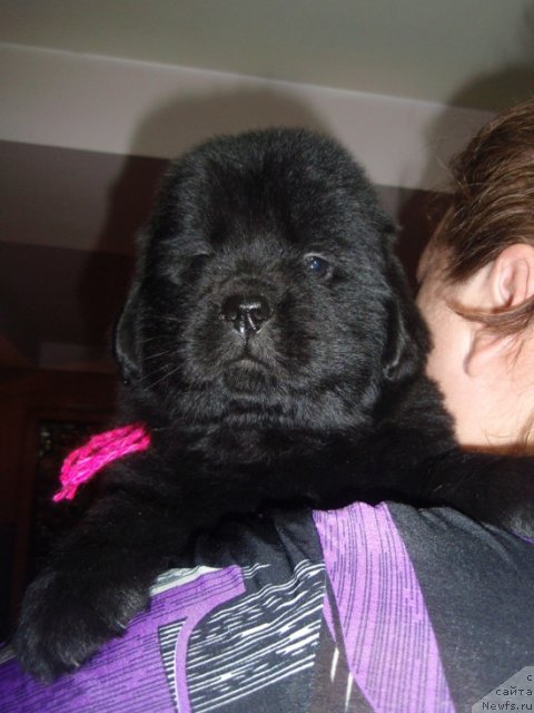 Фото: дочь, ньюфаундленд Efrosin'ya iz Carstva Medvedey (Ефросинья из Царства Медведей)
