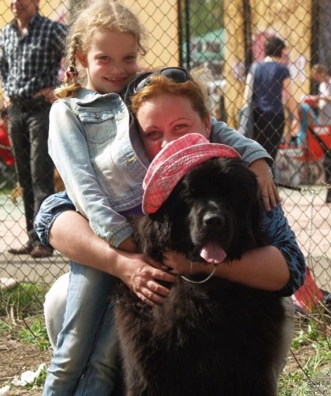 Фото: ньюфаундленд Plushevaya Panda Ustinja Savelevna (Плюшевая Панда Устинья Савельевна)