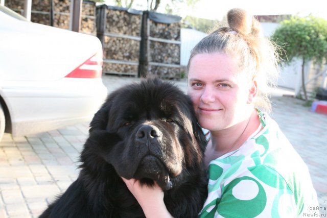 Фото: ньюфаундленд Gimenej Golden Star, Elena Rozenfel'd (Елена Розенфельд)