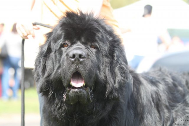 Фото: ньюфаундленд Bol'shaya Medvedica Burbon (Большая Медведица Бурбон)