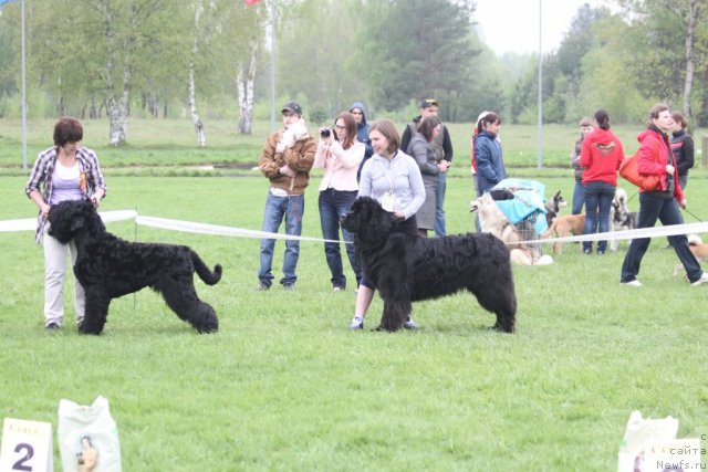 Фото: ньюфаундленд Bol'shaya Medvedica Burbon (Большая Медведица Бурбон)