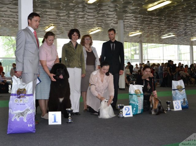 Фото: Like Father Like Son Midnight Bear