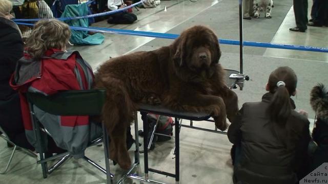 Фото: ньюфаундленд Joka Ona s Berega Dona (Ёка Она с Берега Дона)