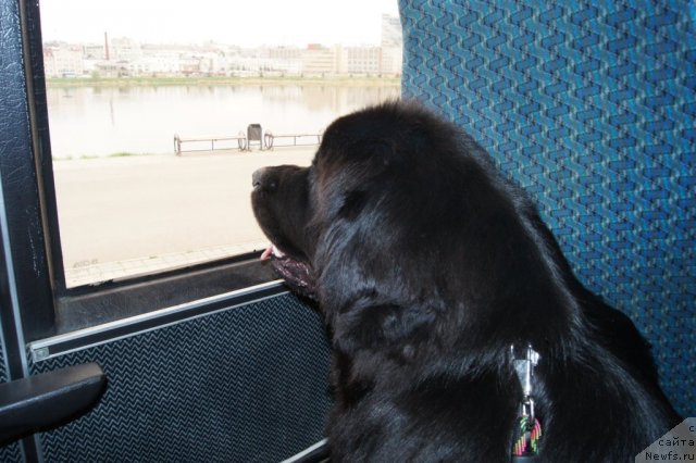 Фото: ньюфаундленд Sent Djons Ulrika (Сент Джонс Ульрика)