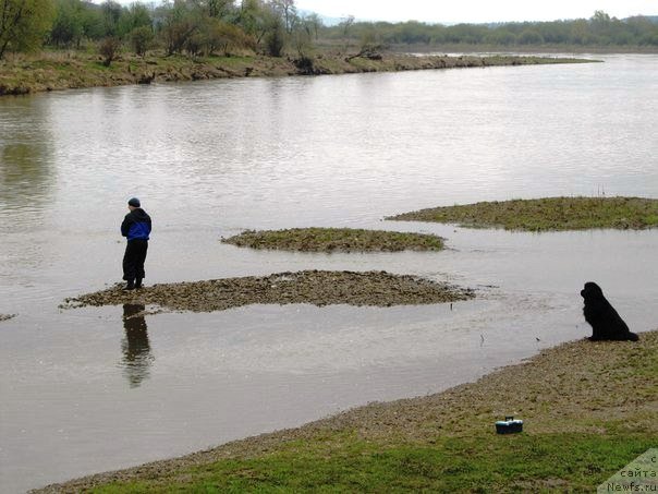 Фото: ньюфаундленд Ih Vyisochestvo Vladlena Madjiks (Их Высочество Владлена Маджикс), Aleksey Nistratov (Алексей Нистратов)
