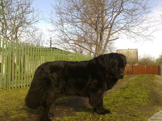 Фото: ньюфаундленд Velikiy Medved' Zagadka (Великий Медведь Загадка)