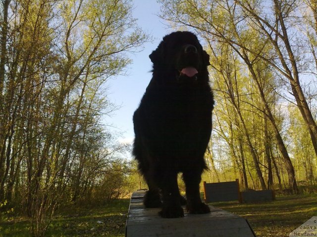 Фото: ньюфаундленд Velikiy Medved' Zagadka (Великий Медведь Загадка)