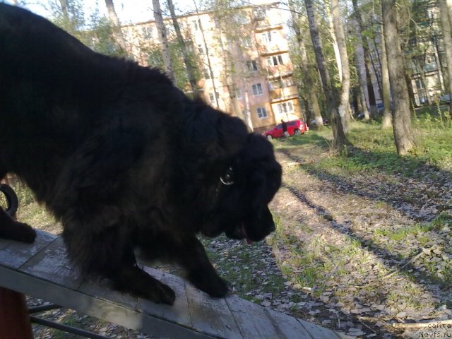 Фото: ньюфаундленд Velikiy Medved' Zagadka (Великий Медведь Загадка)