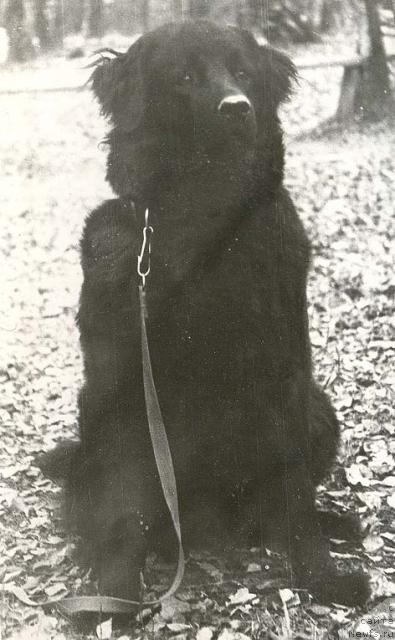 Фото: ньюфаундленд Nensi (Ненси)