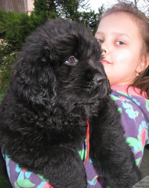 Фото: ньюфаундленд Taymles B'yuti (Таймлес Бьюти)