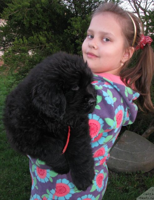 Фото: ньюфаундленд Taymles B'yuti (Таймлес Бьюти)