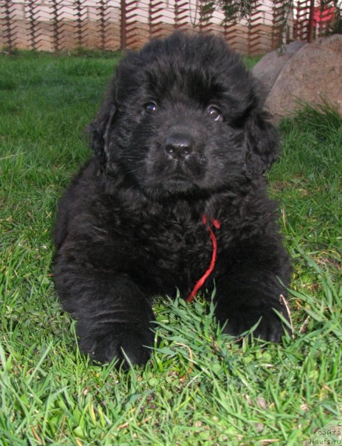 Фото: ньюфаундленд Taymles B'yuti (Таймлес Бьюти)