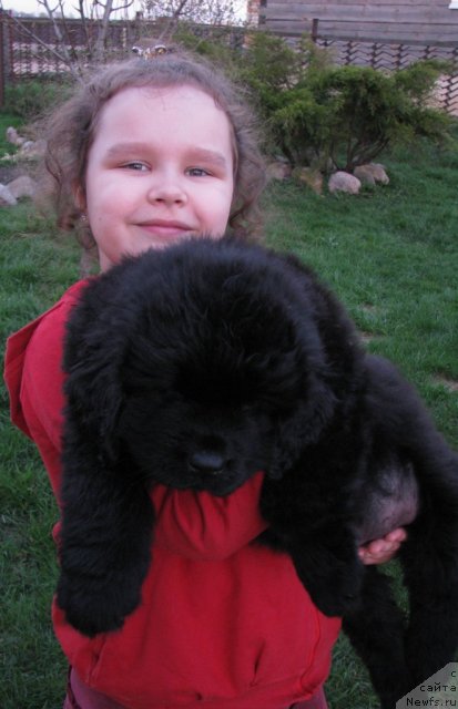 Фото: ньюфаундленд Taymles B'yuti (Таймлес Бьюти)