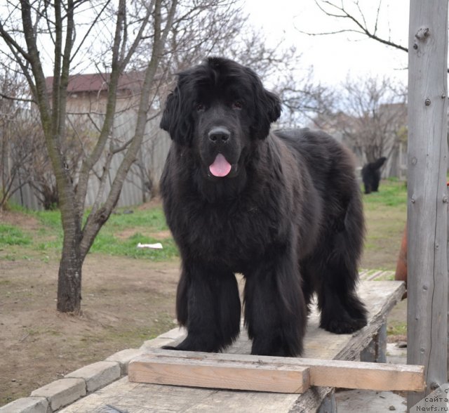 Фото: ньюфаундленд I'm Little Princess Midnight Bear