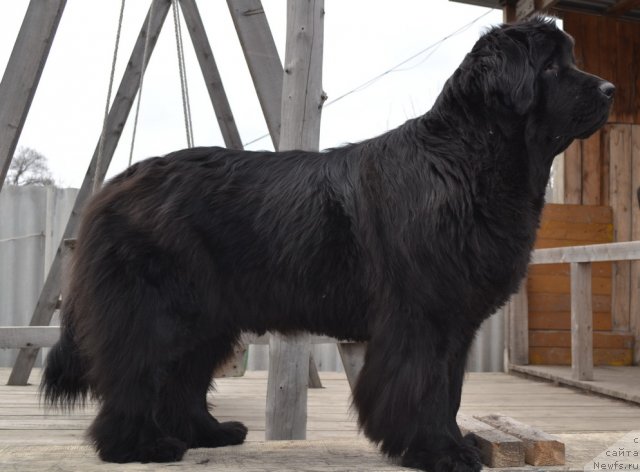 Фото: ньюфаундленд I'm Little Princess Midnight Bear