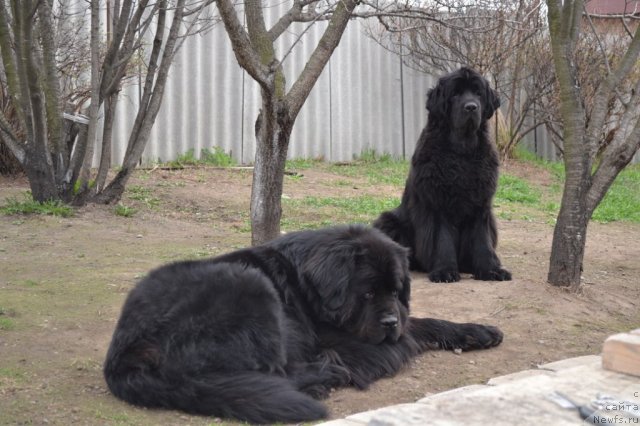 Фото: ньюфаундленд Veridan Zvezdnyiy Put' (Веридан Звездный Путь), ньюфаундленд I'm Little Princess Midnight Bear
