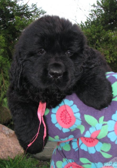 Фото: ньюфаундленд Tujur Bel' (Тужур Бель)