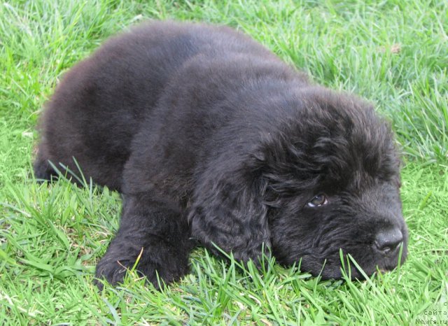 Фото: ньюфаундленд Trankil' Kuraj (Транкиль Кураж)