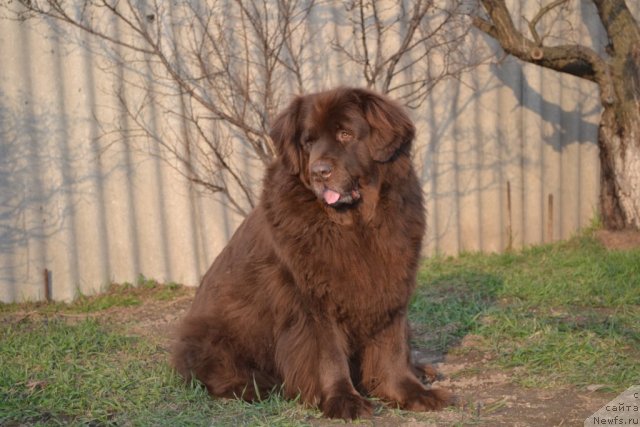 Фото: ньюфаундленд Arkadiya Vivat Arbona (Аркадия Виват Арбона)