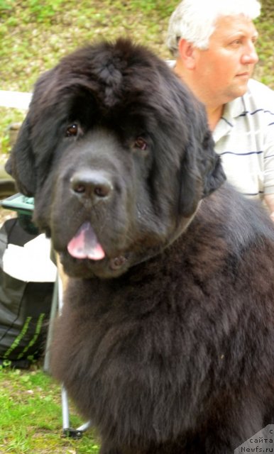 Фото: ньюфаундленд Beguschaya po Volnam Zillion (Бегущая по Волнам Зиллион)