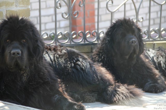 Фото: ньюфаундленд Rain Coast You Too, ньюфаундленд Woligord Lifeguard iz Volotova