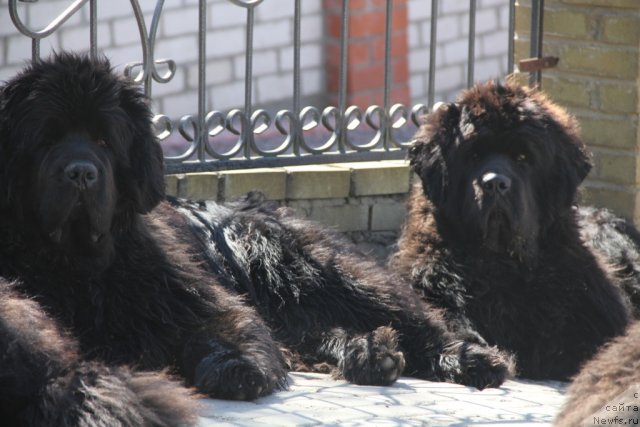 Фото: ньюфаундленд Woligord Lifeguard iz Volotova, ньюфаундленд Greatfire Stalker iz Volotova