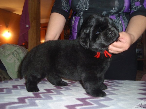 Фотография № 95486