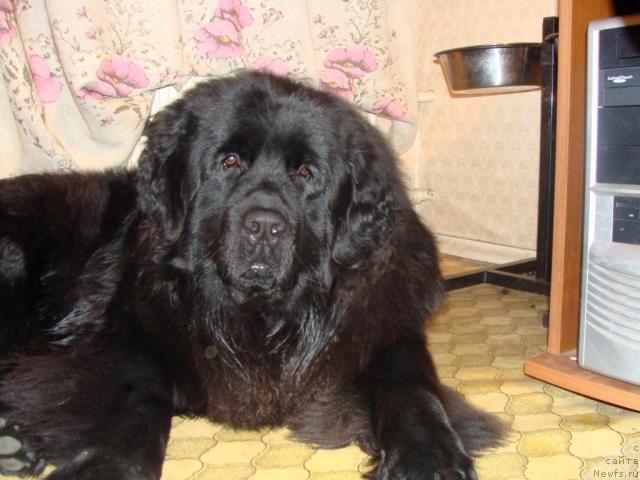 Фото: ньюфаундленд CHelendjer (Челенджер)