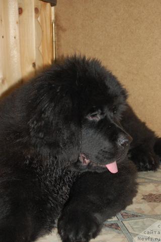 Фото: ньюфаундленд Sent Djons Orfey (Сент Джонс Орфей)